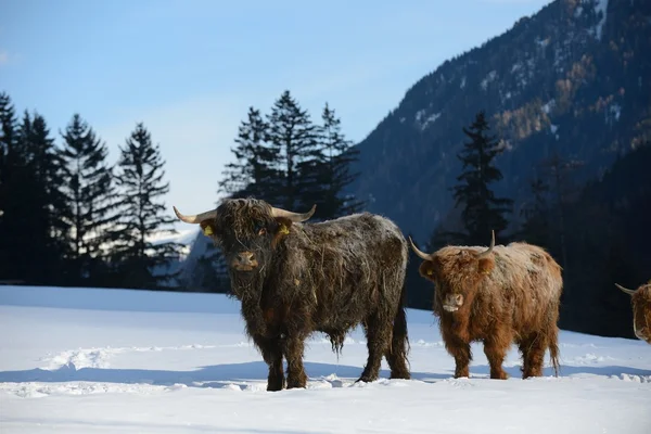 Cow animal at winter — Stock Photo, Image