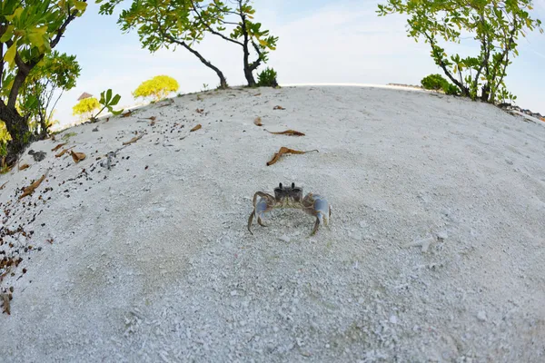 Crab animal — Stock Photo, Image