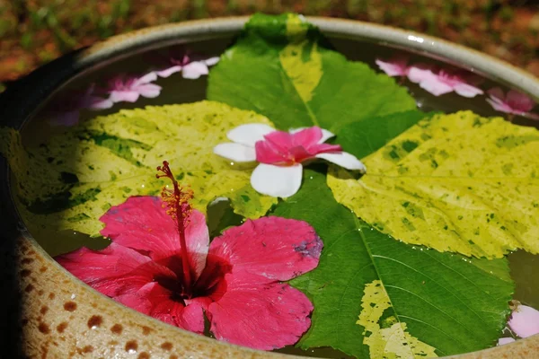Tazza d'acqua con bellissimi fiori sfondo — Foto Stock