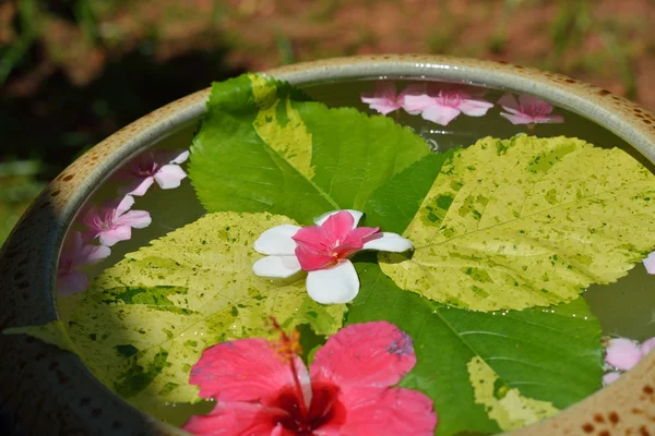 Vatten kopp med vackra blommor bakgrund — Stockfoto