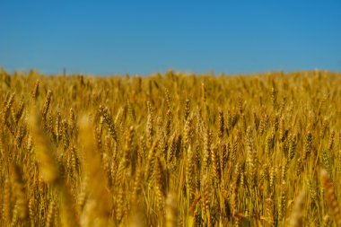 buğday alan arka plan mavi gökyüzü ile