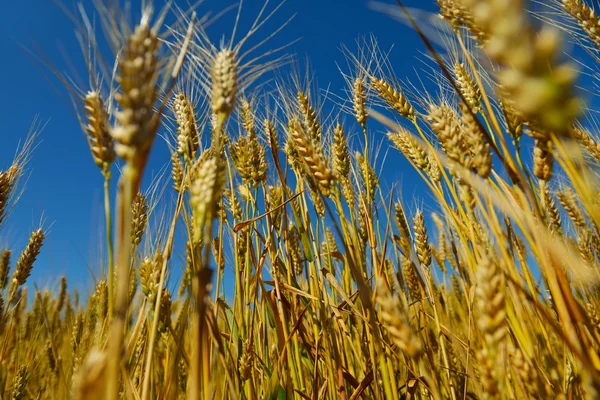 Pšeničné pole s modrou oblohou v pozadí — Stock fotografie