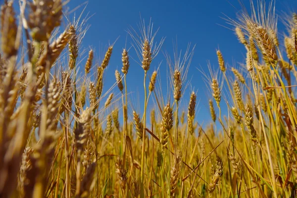 Weizenfeld mit blauem Himmel im Hintergrund — Stockfoto