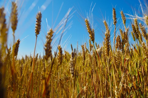 Vete fält med blå himmel i bakgrunden — Stockfoto