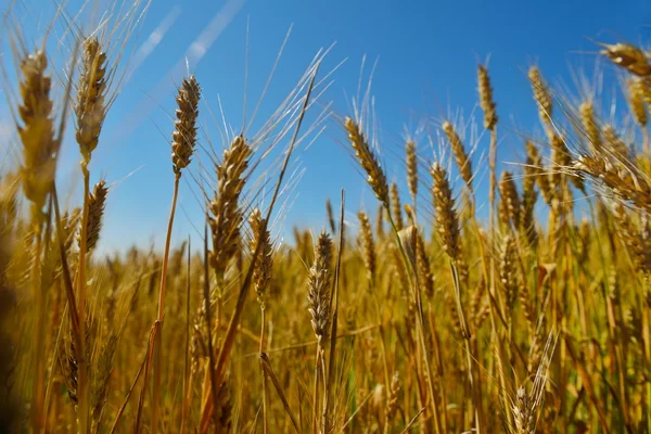 Weizenfeld mit blauem Himmel im Hintergrund — Stockfoto