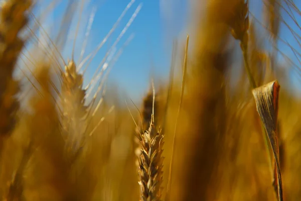 Weizenfeld mit blauem Himmel im Hintergrund — Stockfoto