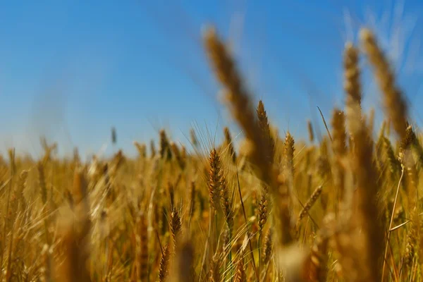 Пшеничне поле з блакитним небом на фоні — стокове фото