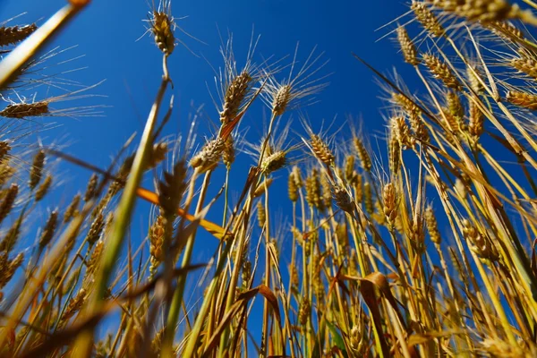 Pole pszenicy z niebieski niebo w tle — Zdjęcie stockowe