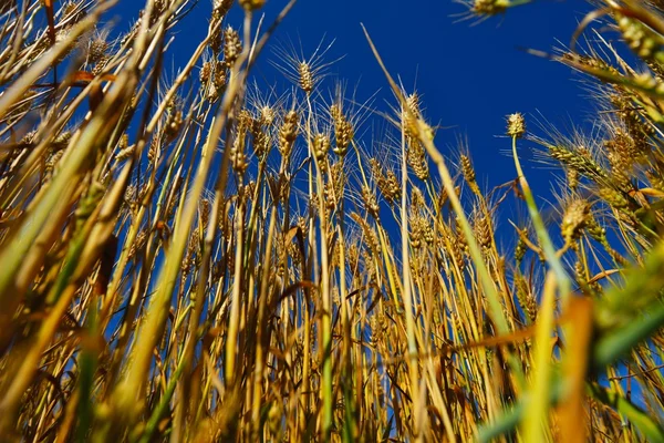 Vete fält med blå himmel i bakgrunden — Stockfoto