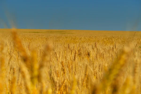 Wheat field with blue sky in background — Stock Photo, Image