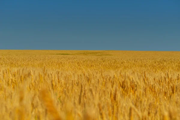 Campo de trigo com céu azul no fundo — Fotografia de Stock