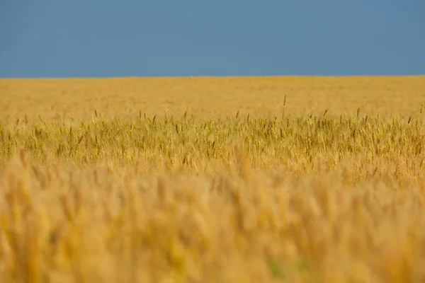 Weizenfeld mit blauem Himmel im Hintergrund — Stockfoto