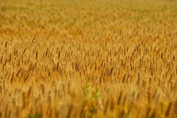 Campo de trigo com céu azul no fundo — Fotografia de Stock