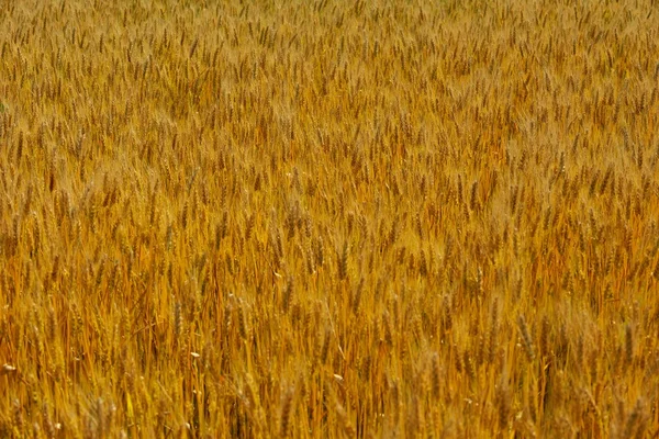 Wheat field with blue sky in background — Stock Photo, Image