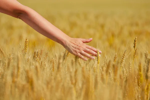 Hand in wheat field — Stock Photo, Image