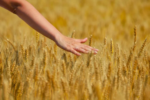 Hand in wheat field — Stock Photo, Image