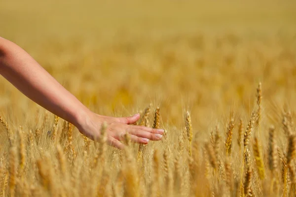 Mão no campo de trigo — Fotografia de Stock