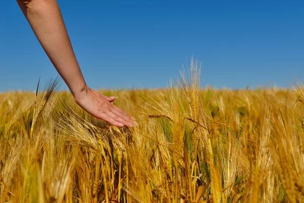 Hand in tarweveld — Stockfoto