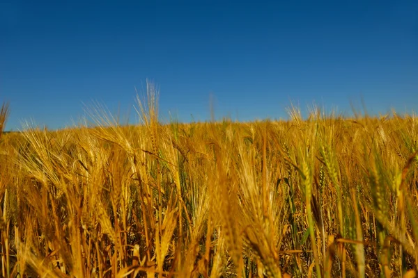 Weizenfeld mit blauem Himmel im Hintergrund — Stockfoto