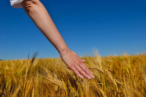 Mão no campo de trigo — Fotografia de Stock