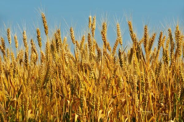 Wheat field with blue sky in background Royalty Free Stock Images