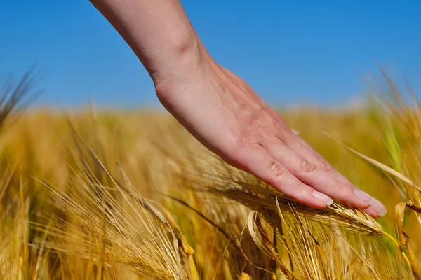 Hand in wheat field Stock Photo