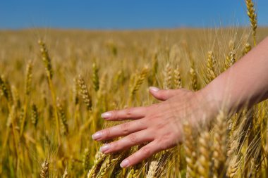 buğday alanında el