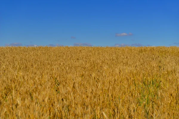 Campo de trigo com céu azul no fundo — Fotografia de Stock