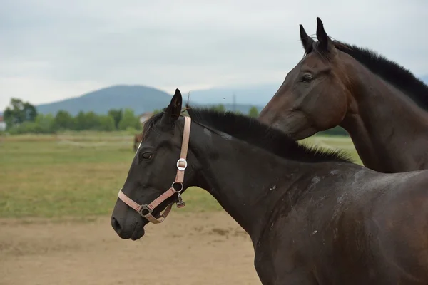 Horses couple — Stock Photo, Image