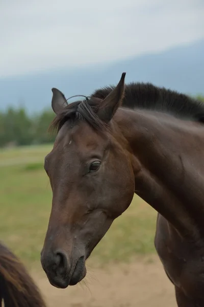 Pferd — Stockfoto