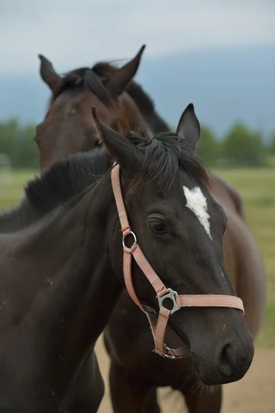 Pareja de caballos —  Fotos de Stock