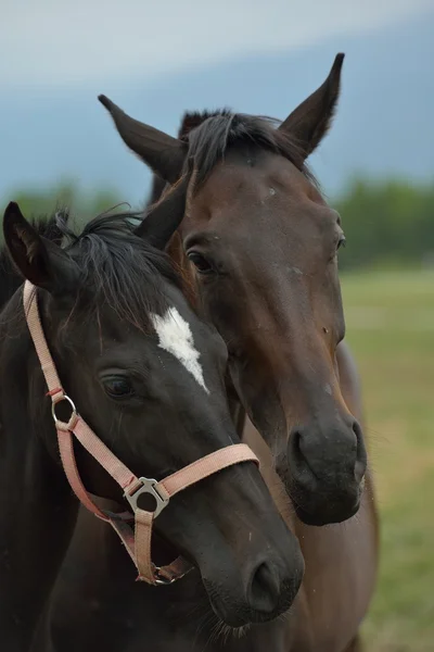 Paarden paar — Stockfoto