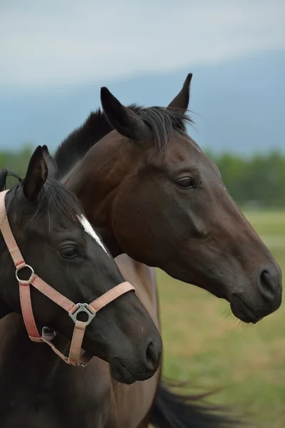 Pferde-Paar — Stockfoto