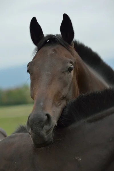 Pareja de caballos —  Fotos de Stock