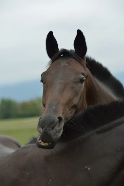馬のカップル — ストック写真