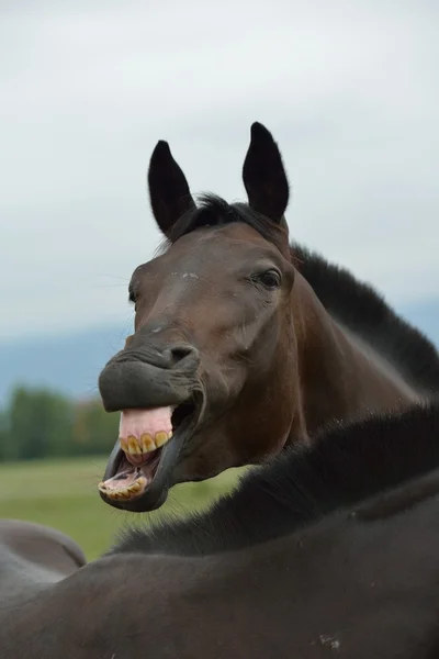 Foto de cavalo sorrindo em ensaio de maternidade viraliza no