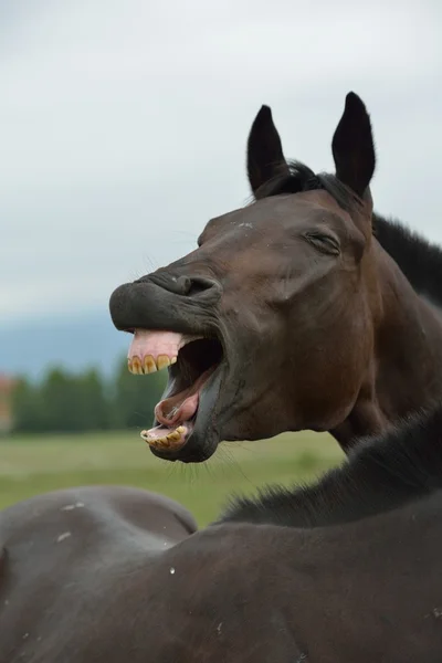 Paarden paar — Stockfoto