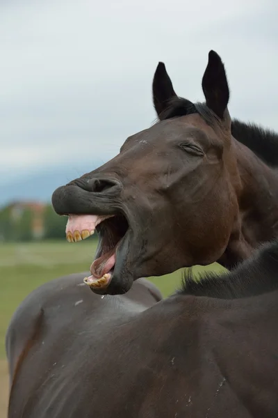 Paarden paar — Stockfoto