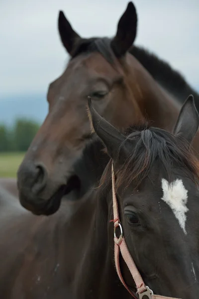 Paarden paar — Stockfoto