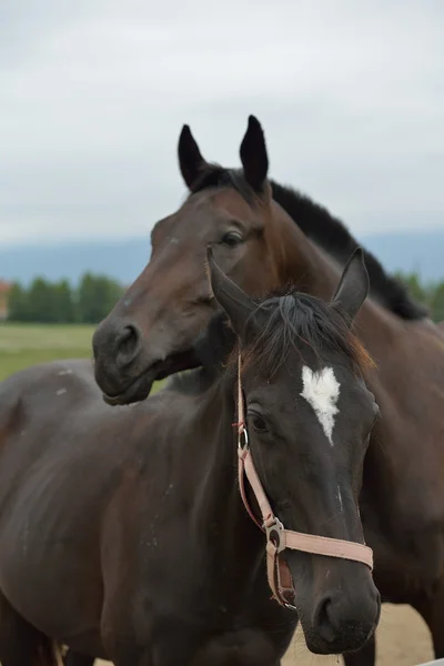 Horses couple — Stock Photo, Image