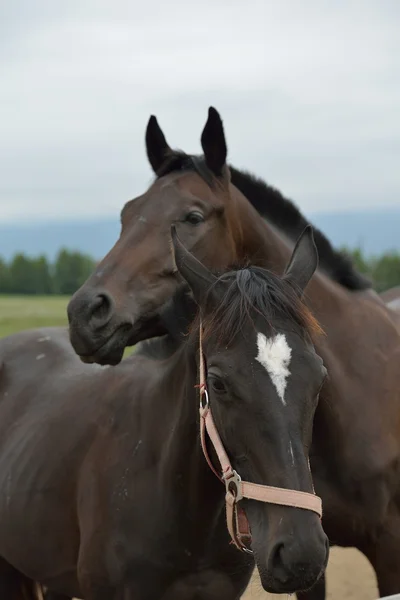 Horses couple — Stock Photo, Image