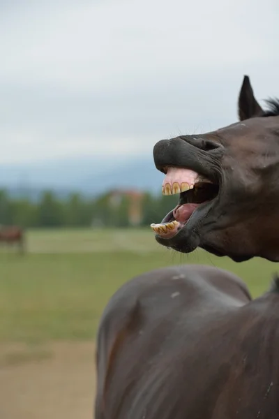 Pareja de caballos — Foto de Stock