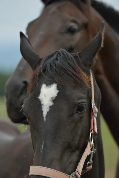 Pareja de caballos —  Fotos de Stock