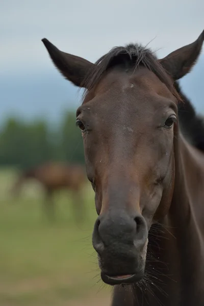 Cavalo — Fotografia de Stock