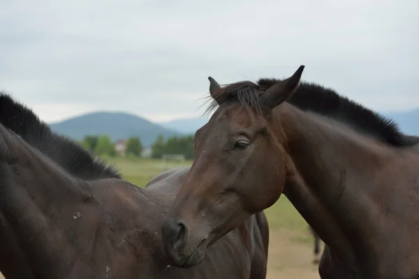 Paarden paar — Stockfoto