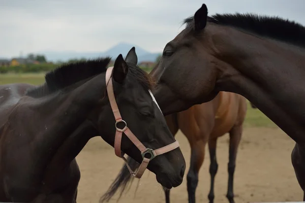 Horses — Stock Photo, Image