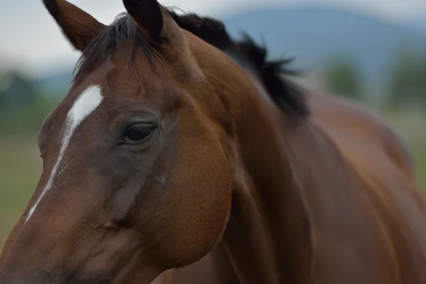 Cavalo — Fotografia de Stock