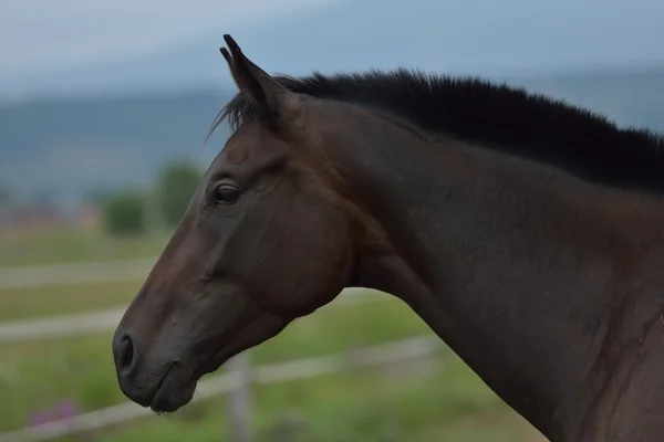 Kůň — Stock fotografie