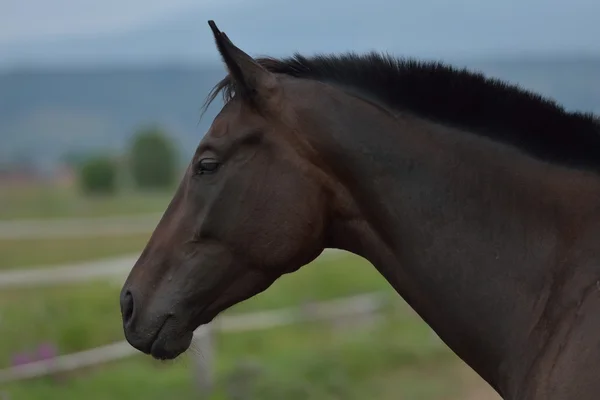 Kůň — Stock fotografie