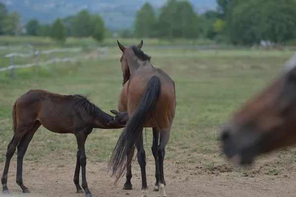 Cavallo — Foto Stock